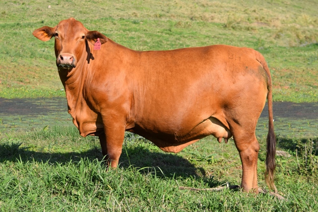 Bryvonlea Fancy Safronne